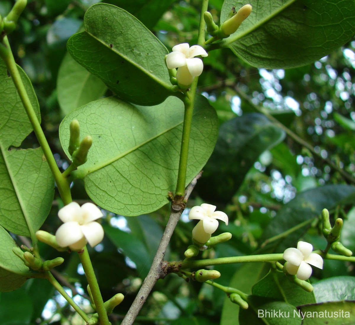 Diospyros ebenum J.Koenig ex Retz.